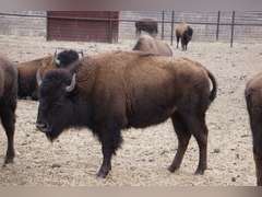 CAPROCK CANYONS STATE PARK - OCV BRED HEIFERS - GATE CUT AT LOAD OUT