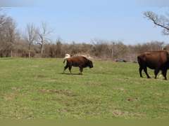 WHITLEY BOTTOM BISON - HEIFER CALVES