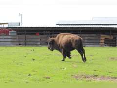 WHITLEY BOTTOM BISON - BRED COWS - GATE CUT AT LOAD OUT