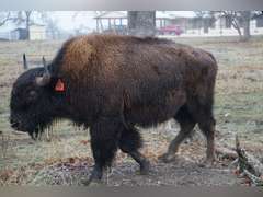 A&R BISON - 2 YEAR OLD BULLS
