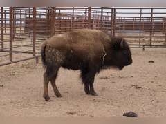 CAPROCK BISON COMPANY, LLC - OCV 2 YEAR OLD BRED HEIFERS - GATE CUT AT LOAD OUT