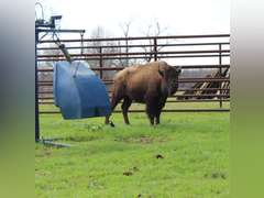 WHITLEY BOTTOM BISON - YEARLING HEIFERS - GATE CUT AT LOAD OUT