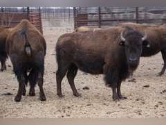CAPROCK CANYONS STATE PARK - OCV BRED HEIFERS - GATE CUT AT LOAD OUT