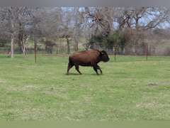 WHITLEY BOTTOM BISON - YEARLING HEIFERS - GATE CUT AT LOAD OUT