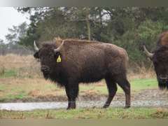 GP RANCH - YEARLING BULLS - GATE CUT AT LOAD OUT