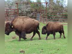 WHITLEY BOTTOM BISON - HEIFER CALVES