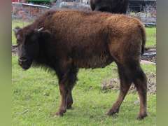 WHITLEY BOTTOM BISON - HEIFER CALVES
