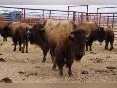 CAPROCK BISON COMPANY, LLC - OCV 2 YEAR OLD BRED HEIFERS - GATE CUT AT LOAD OUT