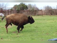 WHITLEY BOTTOM BISON - YEARLING HEIFERS - GATE CUT AT LOAD OUT