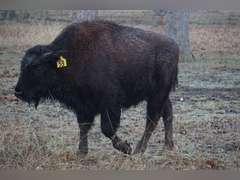 A&R BISON - HEIFER CALVES - GATE CUT AT LOAD OUT