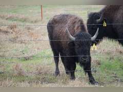 GP RANCH - YEARLING BULLS - GATE CUT AT LOAD OUT