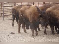 CAPROCK BISON COMPANY, LLC - OCV HEIFER CALVES - GATE CUT AT LOAD OUT