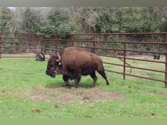 WHITLEY BOTTOM BISON - BRED COWS - GATE CUT AT LOAD OUT