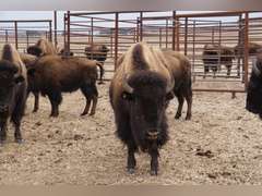 CAPROCK BISON COMPANY, LLC - OCV 2 YEAR OLD BRED HEIFERS - GATE CUT AT LOAD OUT