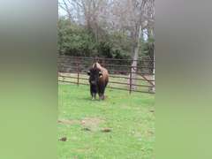 WHITLEY BOTTOM BISON - BRED COWS - GATE CUT AT LOAD OUT