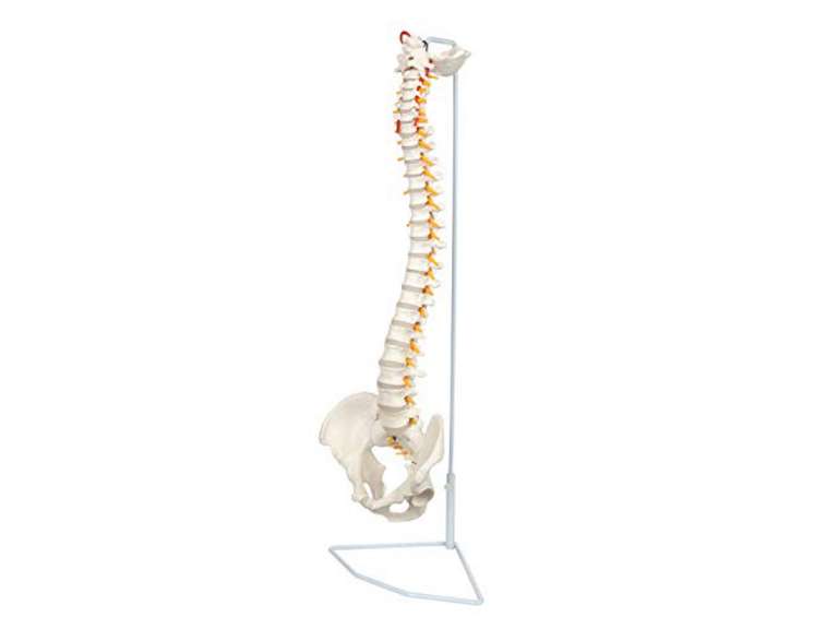 Axis Scientific Spine Model, 34" Life Size Spinal Cord Model with