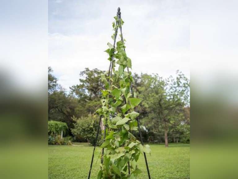 Titan Teepee Trellis Large Lightweight Metal Garden Trellis For