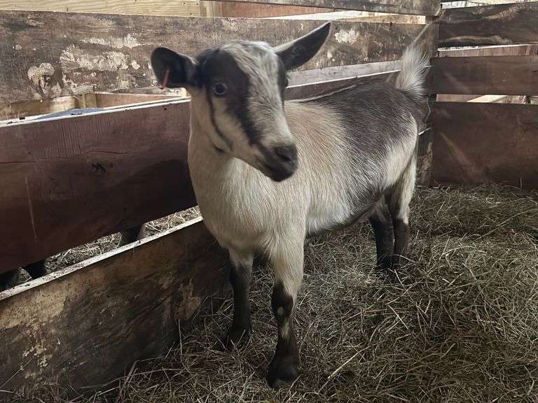 Chocolate Tri Color Nigerian Dwarf x Lamancha Nanny Rogers Community Auction Inc.