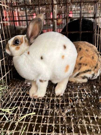 Pair Mini Rex Rabbits - Rogers Community Auction Inc.