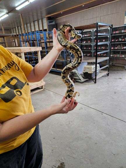 Female Adult Pastel Pied Ball Python - Very Nice - Easy To Handle ...