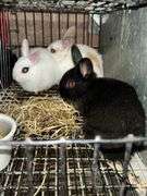 3 Mini Rex Cross Bunnies - Rogers Community Auction Inc.