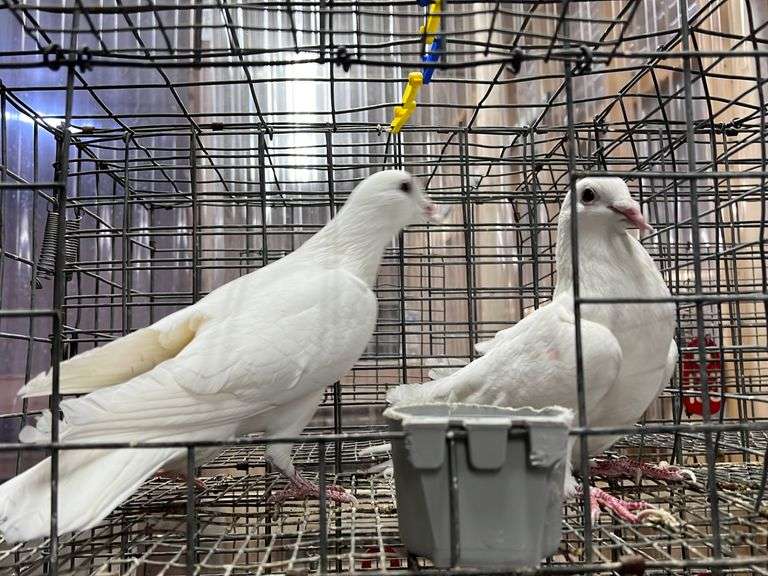 2 White Homer Pigeons Rogers Community Auction Inc.