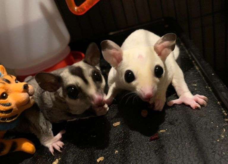2 Neutered Male Sugar Gliders 2.5 Yrs Old w/ Some Supplies & Food in