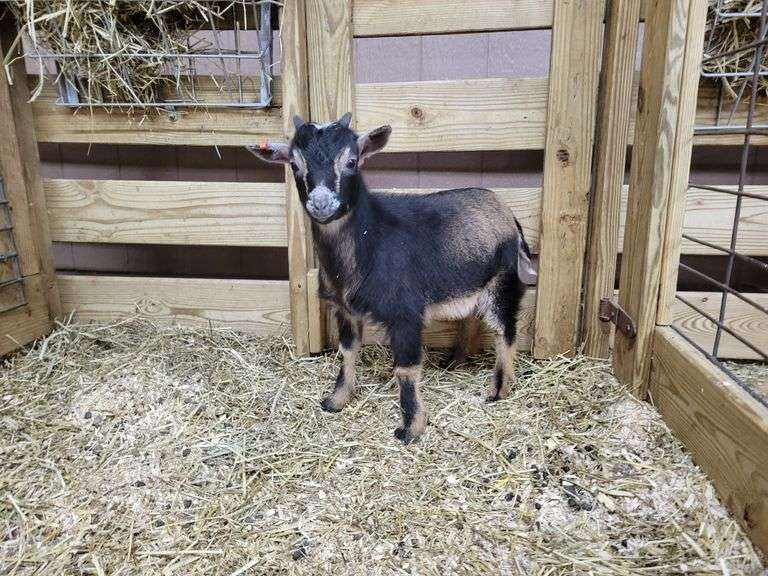 Registered Buckskin Nigerian Dwarf Billy w/ Papers - 3 Mos Old - Rogers ...