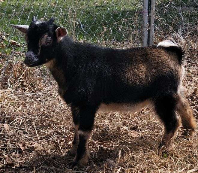Registered Buckskin Nigerian Dwarf Billy w/ Papers - 3 Mos Old - Rogers ...