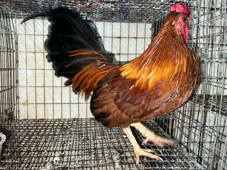 Banty Rooster Rogers Community Auction Inc.