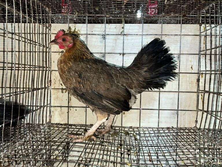 Bantam hen Rogers Community Auction Inc.