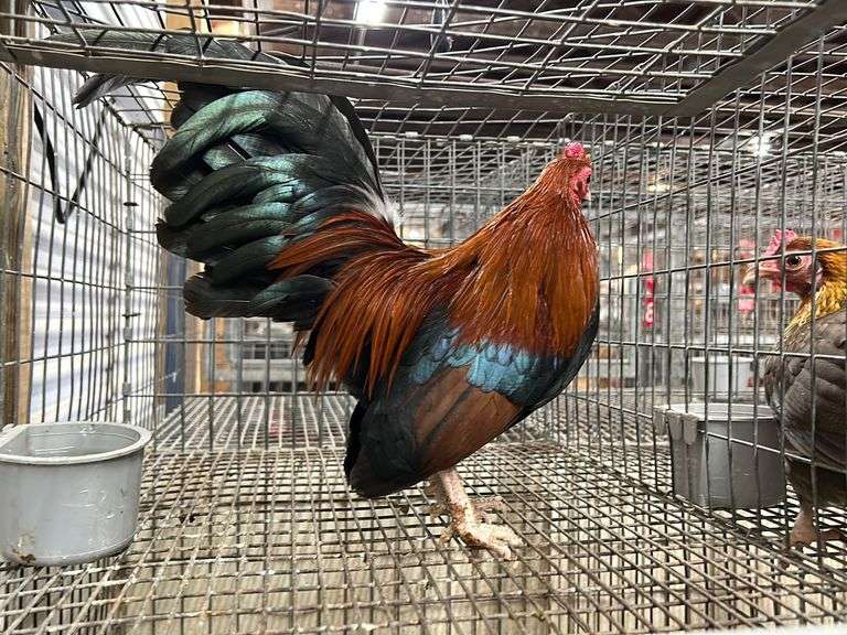 Black Crested Red Banty Rooster Rogers Community Auction Inc.