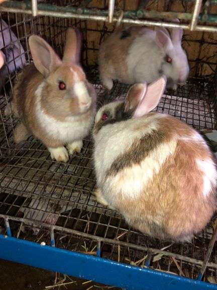 3 Tri Color Bunnies - Rogers Community Auction Inc.
