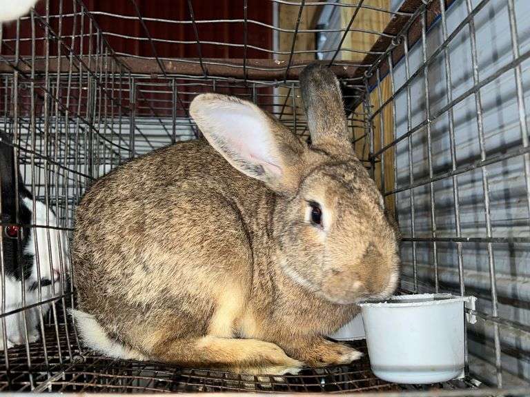 Flemish Giant Buck Proven Rogers Community Auction Inc.