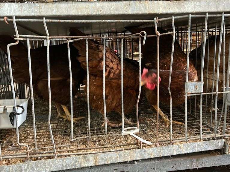 3 Rhode Island Red Laying Hens Rogers Community Auction Inc.