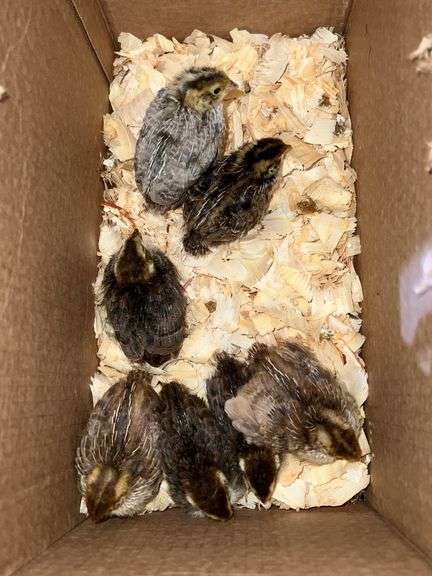 7 Mixed Color Coturnix Quail Chicks - Rogers Community Auction Inc.