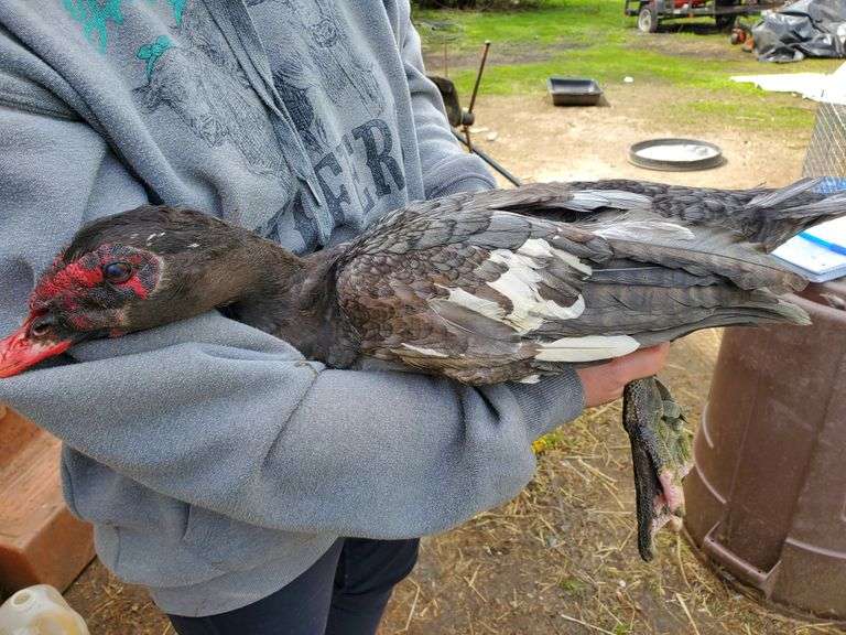 Blue Ripple Muscovy Hen Duck - Rogers Community Auction Inc.