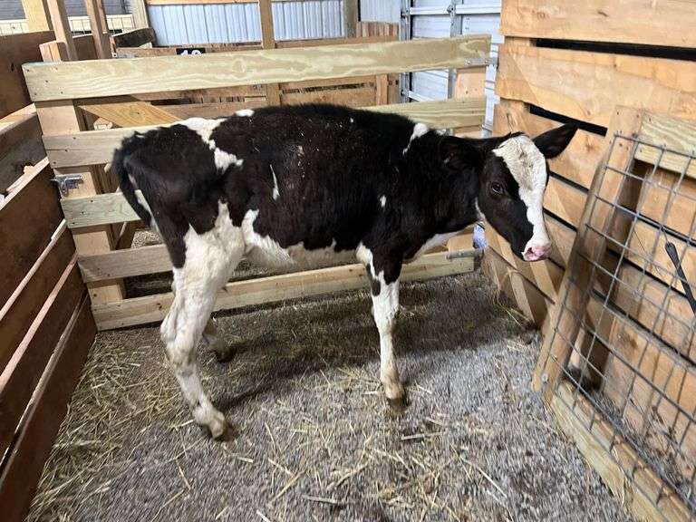 Holstein Heifer Rogers Community Auction Inc.