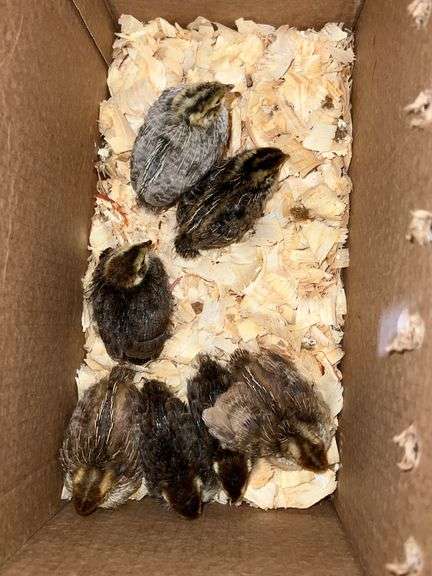 7 Mixed Color Coturnix Quail Chicks - Rogers Community Auction Inc.