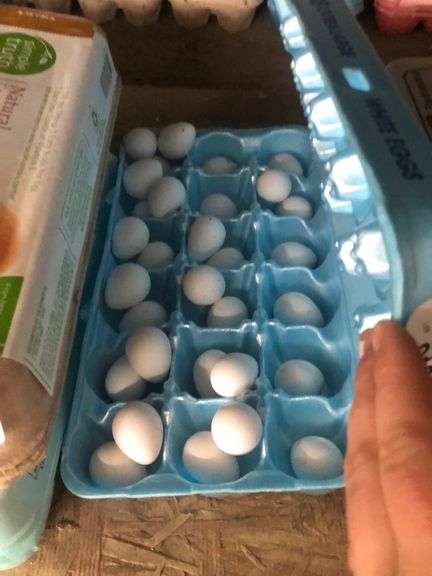 1.5 Doz Fertile Georgia Giant Bobwhite Quail Eggs w/ PErmit - Rogers