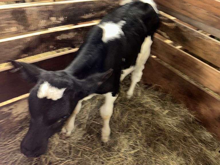 Holstein Heifer 3 Mos Old On Grain & Hay Not Putting Weight On