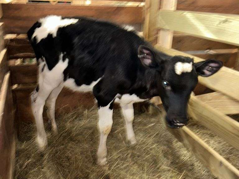 Holstein Heifer 3 Mos Old On Grain & Hay Not Putting Weight On