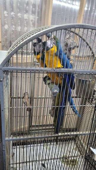 Stunning Breeding Cages For Blue And Gold Macaws image
