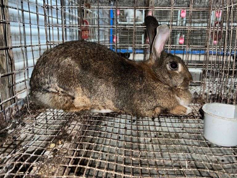 Flemish Giant Cross Doe Rogers Community Auction Inc.