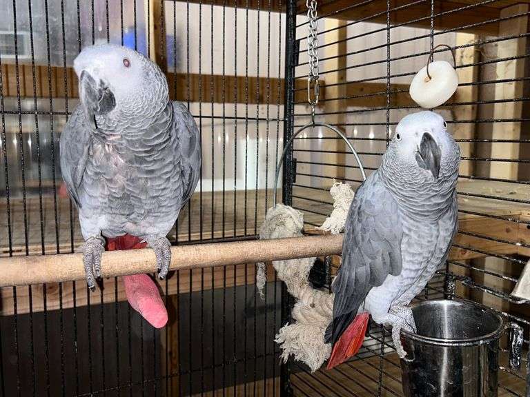 2 Bonded Male Congo African Gray Parrots w/ Cage Rogers Community