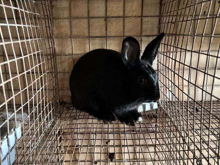 Flemish Giant Cross Doe "Summer" Rogers Community Auction Inc.