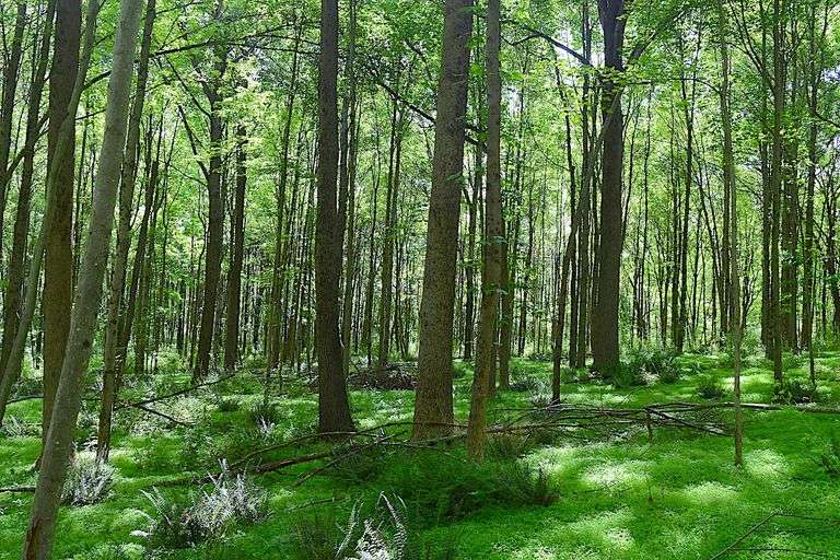 Knox County Absolute Land Auction RES Auction Services