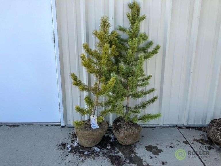 (2) Lodgepole Pine Trees Roller Auction