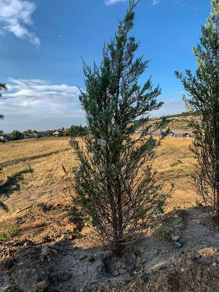 6 0 Ft Moonglow Juniper Roller Auction