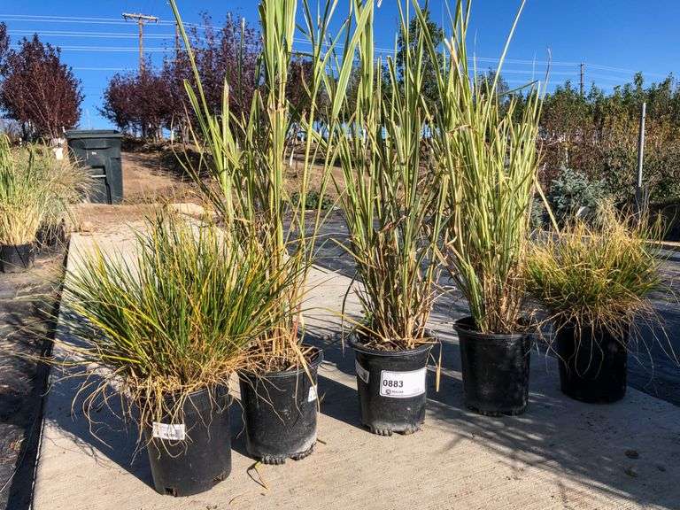  3 1 Varigated Maiden Grass 2 1 Hameln Dwarf Fountain Grass 
